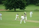 cricket_0.jpg